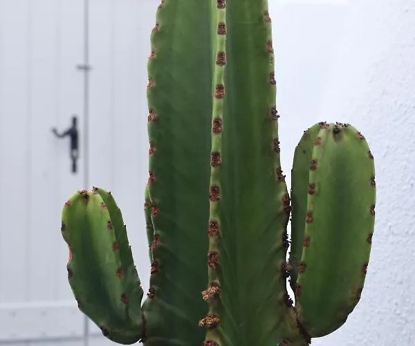 Aidos Santorini * Μεγαλοχώρι