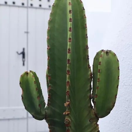 Aidos Santorini * ميغالوخوري